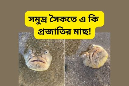 বিরল ও ভয়ংকর প্রজাতির মাছের সন্ধান
